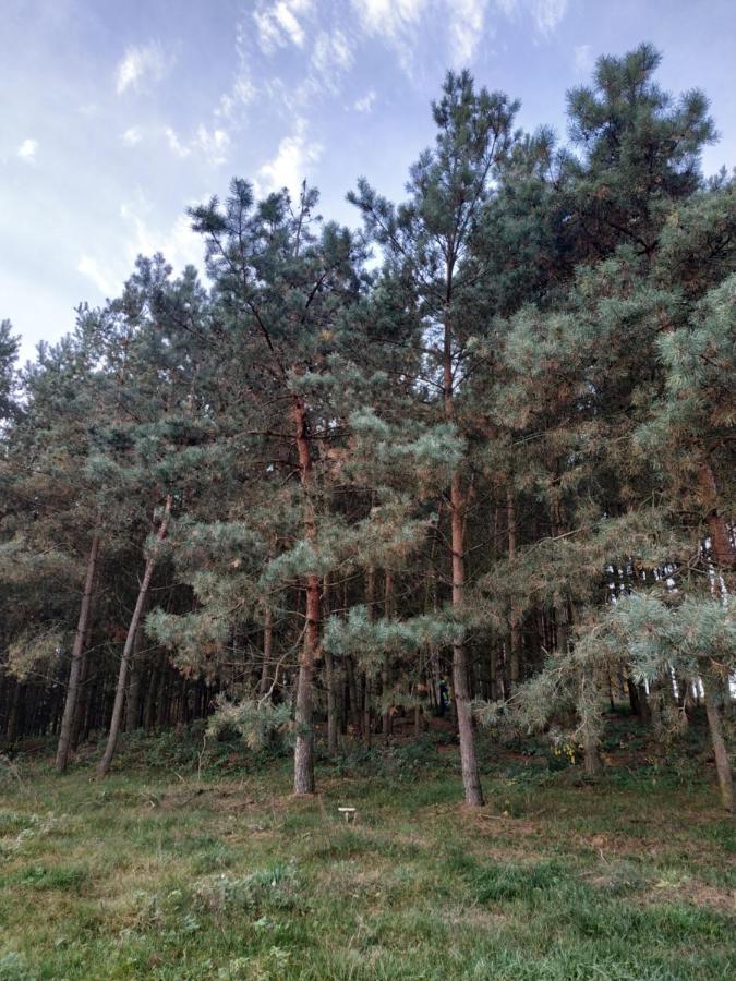 Domki Nad Jeziorem - Zalesie 7D Zalesie (Olsztyn) Ngoại thất bức ảnh